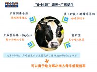 泌乳牛營養方案